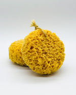 Sea Sponge